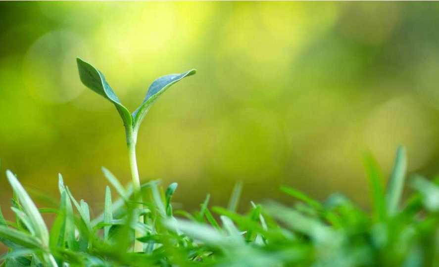 作物缺素診斷口訣！學會這個順口溜，今年用肥不用愁！