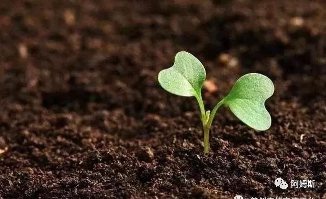 農(nóng)技農(nóng)識(shí)】微<i style='color:red'>生物菌肥</i>要這樣用效果才好