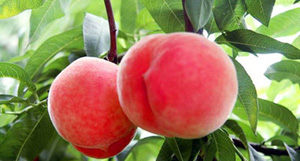 阿姆斯為您講解<i style='color:red'>大桃生物肥</i>的施肥方案