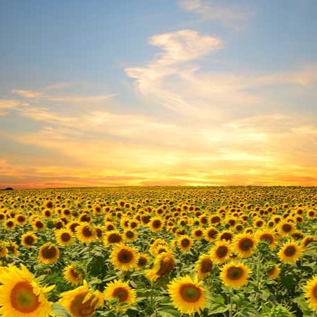 微<i style='color:red'>生物菌肥</i>--中國(guó)農(nóng)業(yè)的救星