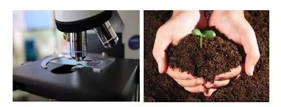 農(nóng)業(yè)部批準登記的微生物肥料產(chǎn)品有11類你知道嗎？
